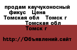 продам каучуконосный фикус › Цена ­ 1 200 - Томская обл., Томск г.  »    . Томская обл.,Томск г.